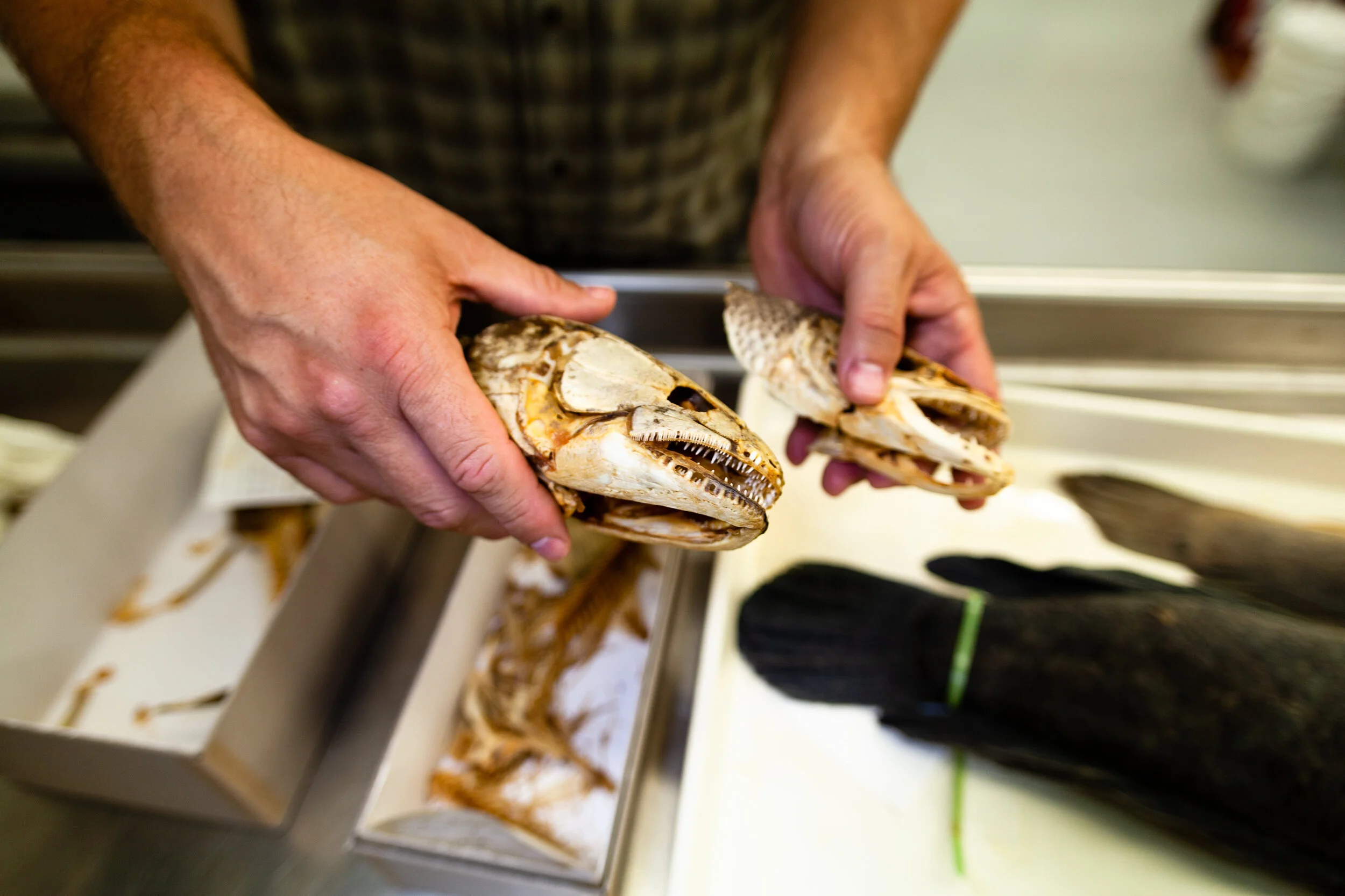 Study finds snakeheads are affecting native fish populations